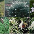 White Crystal Butterfly Budhelia Flowering Bush Shrub Tree Over 100 Seeds Heirloom Seeds White Crystal Butterfly Budhelia Flowering Bush Shrub Tree Over 100 Seeds Heirloom Seeds
