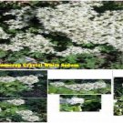 White Pink Crystal Sedum Stone Crop Perennial Flower 100 Seeds Heirloom Seeds