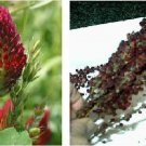 Red Velvet Beaded Cone Shaped Wild Flowers Very Unique Find 100 Seeds Heirloom Seeds