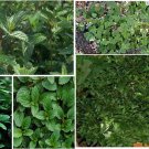 Green Peppermint Herb 25 Seeds Home Grown Heirloom Seeds