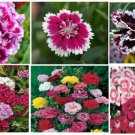 Mixed Colors Of Dianthus Sweet William 25 Seeds Heirloom Seeds Mixed Colors Of Dianthus Sweet William 25 Seeds Heirloom Seeds