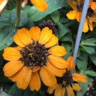 Orange Daisy Zinnias Annual Flower 100 Seeds Heirloom Seeds Orange Daisy Zinnias Annual Flower 100 Seeds Heirloom Seeds