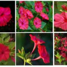 Red Cherry Colored Four O'Clock Flowers 10 Seeds Heirloom Seeds Red Cherry Colored Four O'Clock Flowers 10 Seeds Heirloom Seeds