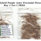 Peter 111 Purple Hybrid Perennial Aster Over 200 Seeds Heirloom Seeds