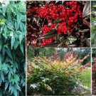Red Nandina Red Berry Bush Shrub 15 Seeds Heirloom Seeds