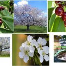 Bing Cherry Tree 5 Seeds Heirloom Seeds Bing Cherry Tree 5 Seeds Heirloom Seeds