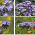 Purple Lacy Tansy Flower 50 Seeds Heirloom Seeds Purple Lacy Tansy Flower 50 Seeds Heirloom Seeds