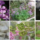 Pink Money Plant Silver Dollar Over 25 Heirloom Seeds