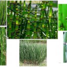 Horse Tail Water Pond Plant 100 Seeds Tall Stalk Stem Like Plants Heirloom Seeds