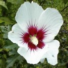 White With Cherry Center Rose Of Sharon Bush Shrub 50 Seeds Heirloom Seeds White With Cherry Center Rose Of Sharon Bush Shrub 50 Seeds Heirloom Seeds