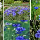 Blue Bachelor Buttons Or Wild Perennial Blue Corn Flower 50 Seeds Heirloom Seeds Blue Bachelor Buttons Or Wild Perennial Blue Corn Flower 50 Seeds Heirloom Seeds