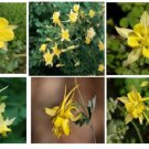 Yellow Columbine 100 Seeds Very Pretty Heirloom Seeds Yellow Columbine 100 Seeds Very Pretty Heirloom Seeds