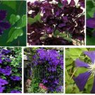 Dark Purple Velvet Clematis Perennial Vine Huge Blooms 25 Seeds Heirloom Seeds