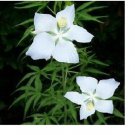 White Texas Star Perennial Hibiscus Bush 10 Seeds Heirloom Seeds
