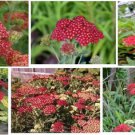 Red Achilleas Strawberry Yarrow Very Pretty Perennial Flower Over 100 Seeds Heirloom Seeds