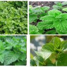 Strawberry Mint Seeds 25 Seeds Homegrown Heirloom Seeds
