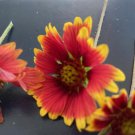 Wild Red Firewheel Gallardia Flower 500 Seeds Heirloom Seeds