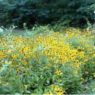 Wild Blackeyed Susan Perennial Flowers 100 Seeds Heirloom Seeds
