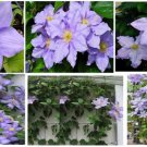 Pastel Light Purple Clematis Perennial Vine 25 Seeds Heirloom Seeds