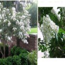 White Flowered Crepe Myrtle Bush Over 25 Flower Seeds Heirloom Seeds