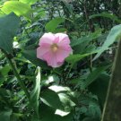 Pastel Pink True Hardy Hibiscus Perennial Flower Over 50 Seeds Home Grown Heirloom Seeds