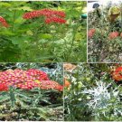 Red Achilleas Yarrow Flowered Perennial Plant Way Over 100 Seeds Heirloom Seeds