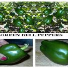 Home Grown Green Bell Pepper Huge Over 25 Seeds Heirloom Seeds