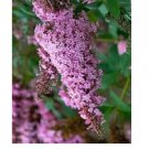 500 Seeds Of Pink Delight Butterfly Budhelia Bush True Perennial Heirloom Seeds