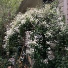 White Star Sweet Smelling Carolina Jasmine Vine Over 100 Seeds Heirloom Seeds