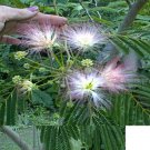 Mimosa Tree Pink And White Sweet Smelling Wild Flowering Tree 10 Seeds Heirloom Seeds