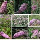 Butterfly Bush Pink Delight Sweet Smelling Butterfly Bush Shrub 100 Seeds Heirloom Seeds