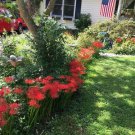 Red Spider Perennial Lily Flower Absolutely Beautiful 25 Seeds Heirloom Seeds