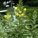 Pretty Yellow Wild Flower Nite Bloomer Over 200 Seeds Heirloom Seeds