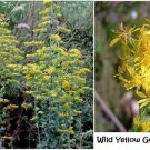 Wild Yellow Golden Rod Flower 100 Seeds Heirloom Seeds