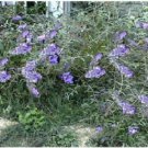 Lilac Lavender Butterfly Budhelia Bush Shrub Tree Over 100 Seeds Heirloom Seeds