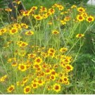 Plains Coreopsis Golden Blackeyed Perennial Flowers 200 Seeds Heirloom Seeds Plains Coreopsis Golden Blackeyed Perennial Flowers 200 Seeds Heirloom Seeds