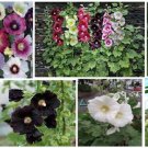 Mixed Colors Pretty Hollyhocks Cherry Pink Purple White Red 25 Seeds Heirloom Seeds Mixed Colors Pretty Hollyhocks Cherry Pink Purple White Red 25 Seeds Heirloom Seeds