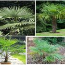Wind Mill Palm Tree 5 Seeds Per Pack Heirloom Seeds