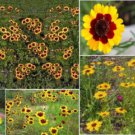 Coreopsis Golden Yellow Blackeyed Perennial Flower 200 Seeds Heirloom Seeds Coreopsis Golden Yellow Blackeyed Perennial Flower 200 Seeds Heirloom Seeds