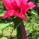 Red Cherry Hibiscus True Perennial Flower Total Of 50 Seeds Heirloom Seeds Red Cherry Hibiscus True Perennial Flower Total Of 50 Seeds Heirloom Seeds