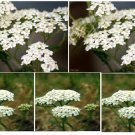 Over 200 Seeds To Grow White Perennial Yarrow Flowers Heirloom Seeds Over 200 Seeds To Grow White Perennial Yarrow Flowers Heirloom Seeds