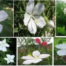 White Texas Star Hardy Perennial Hibiscus Flower 10 Seeds Heirloom Seeds