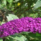 Fushia Red Butterfly Bush Shrub 500 Seeds Home Grown Heirloom Seeds Fushia Red Butterfly Bush Shrub 500 Seeds Home Grown Heirloom Seeds