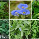 Wild Blue Wandering Jew Flowering Perennial Plant 10 Seeds Heirloom Seeds