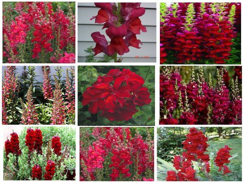Red Snapdragon Ruby Red Annual Flowers 50 Seeds Heirloom Seeds