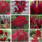 Red Snapdragon Ruby Red Annual Flowers 50 Seeds Heirloom Seeds