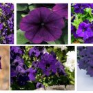 Dark Purple Petunia Annual Flower Seeds 25 Seeds Heirloom Seeds