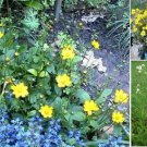 Yellow Coreopsis Tequilla Sunrise Perennial Flower 50 Seeds Sellet Heirloom Seeds