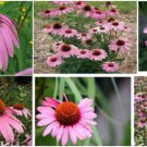 Huge Pink Coneflowers Perennial Over 100 Seeds Home Grown Heirloom Seeds