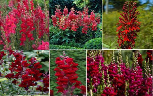 Red Ruby Snapdragons Beautiful Annual Flower 50 Seeds Heirloom Seeds